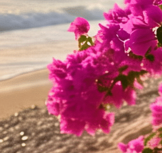 Bougainvillea on Beach
